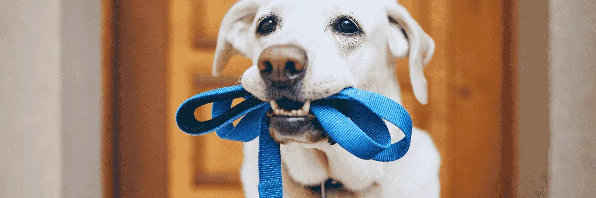 Cuidado de mascotas cuando no estás en casa