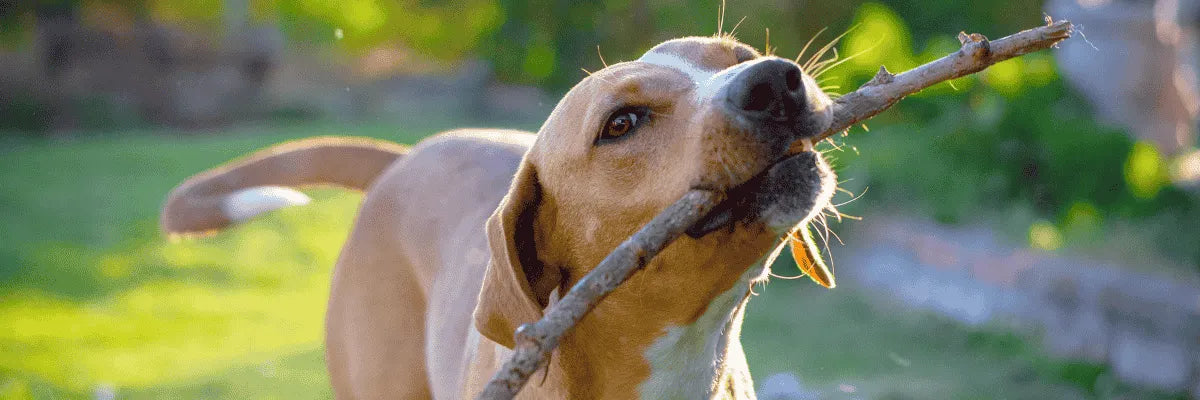 Alarmas para parcelas con mascotas libres