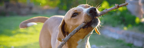 Alarmas para parcelas con mascotas libres