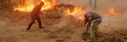 personas apagando un incendio forestal