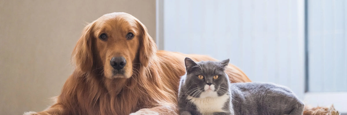 Por qué cada vez más personas instalan cámaras para mascotas