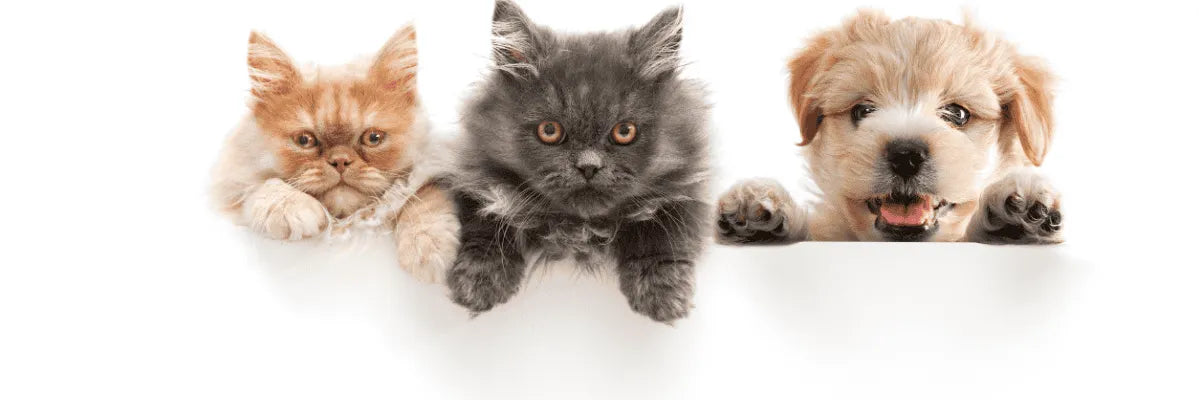 Alarma para parcela compatible con mascotas en Casablanca