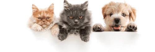 Alarma para parcela compatible con mascotas en Casablanca