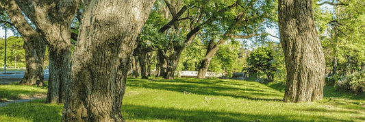 Zonas rojas Parque Forestal
